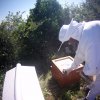 produzione miele castagno 2015 - loc .Pierno
